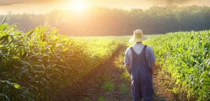 Farmer in Field